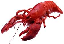 Maine lobster