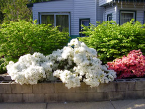 Azaleas in bloom in the summer of 2005