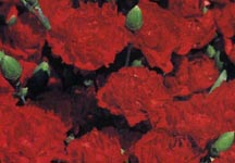 State Flower: Scarlet Carnation