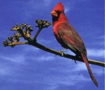 State Bird: Cardinal